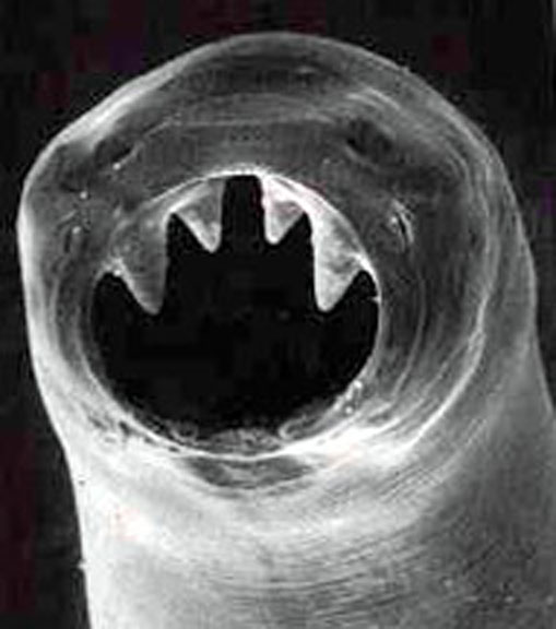 Endoparasitos - Hookworms